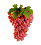 Vins